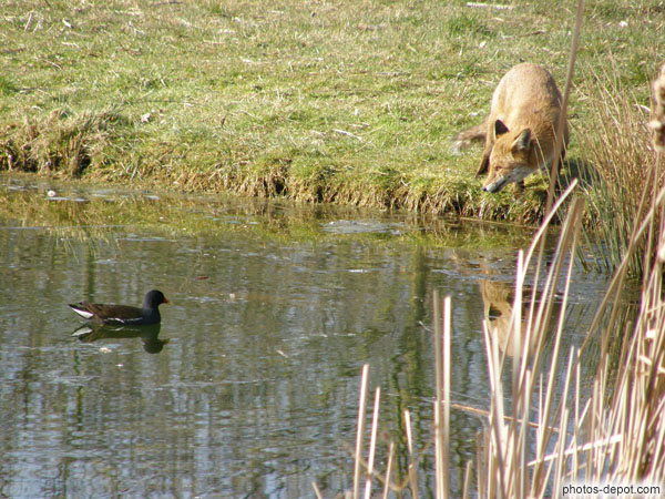 photo de Renard regarde la poule d'eau sur l'étang