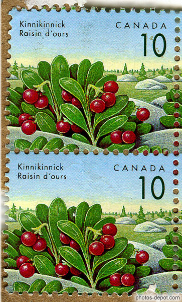 photo de timbre 10 cts Canada Raisin d'ours