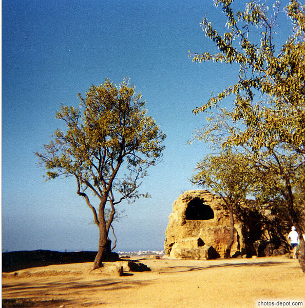 photo d'olivier et ruine
