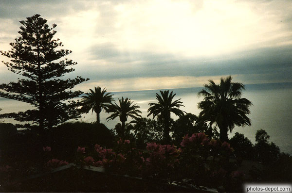 photo de jardin aux palmiers devant la mer
