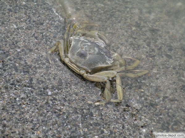 Crabe