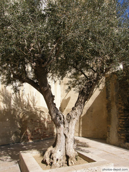 photo d'olivier séparé en 2 troncs