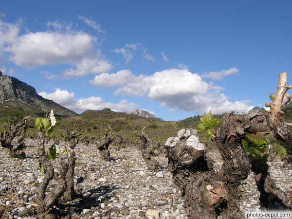 photo de Vignes de vin des Corbières, château de Quéribus dans le fond