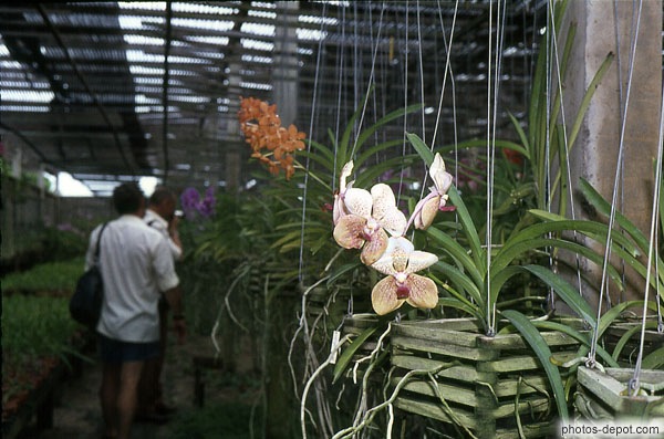 photo d'Orchidées