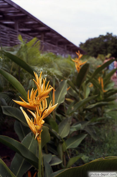 photo d'oiseau de paradis