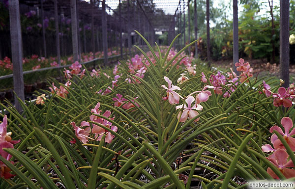 photo de plantations