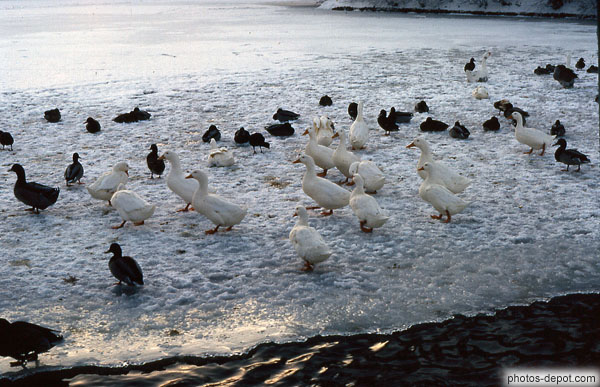 canards sur la glace