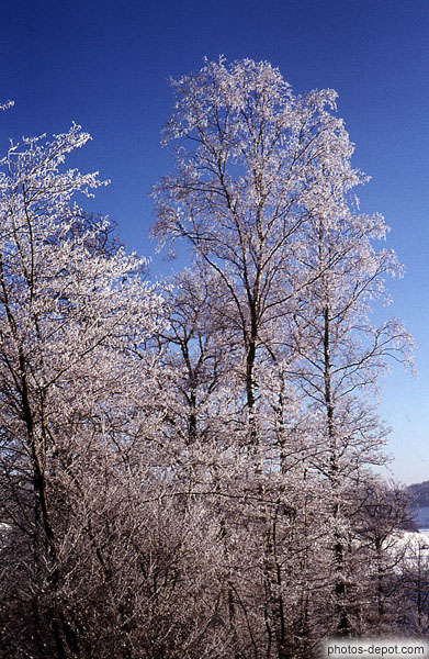 photo d'arbres gelés