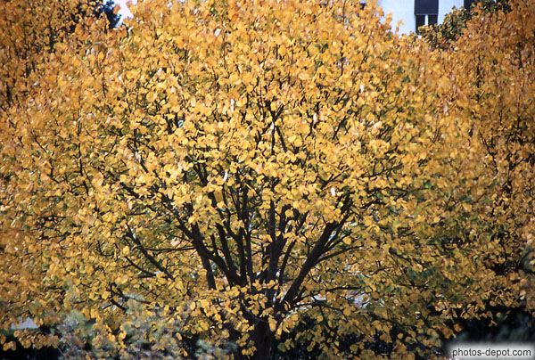 photo de feuilles jaunes