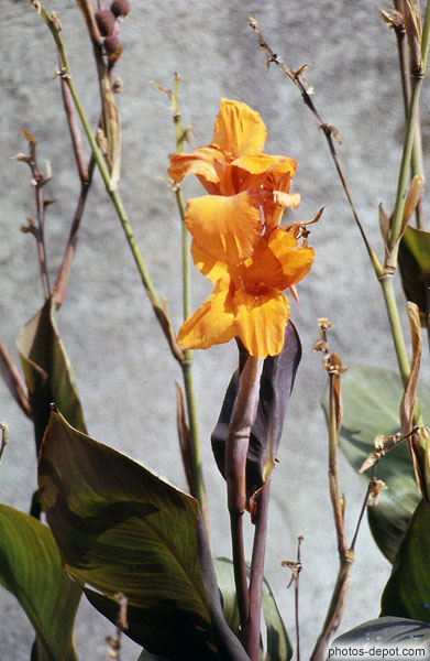 photo de fleur orange