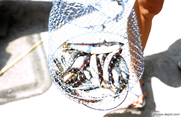 photo de panier de sardines