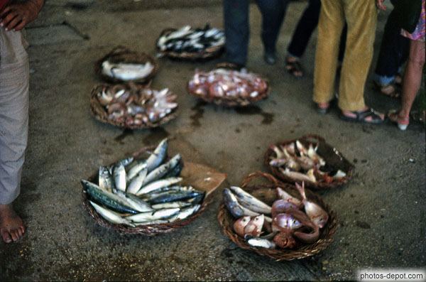 photo de paniers de sardines