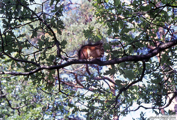photo de joli écureuil grignote sur branche de chêne