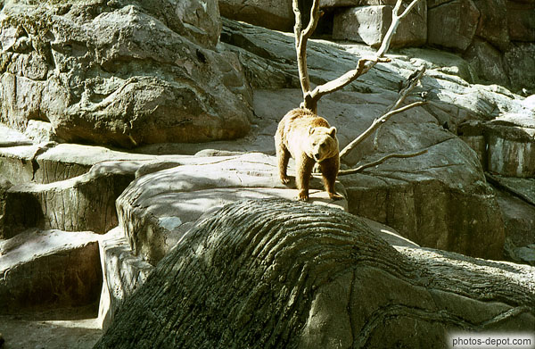 photo d'ours sur les rochers