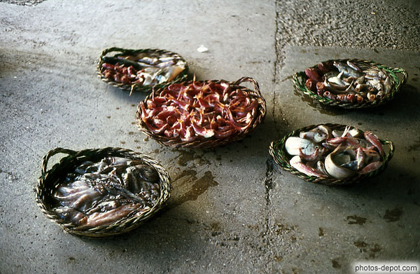 photo de paniers de poulpes et poissons par terre