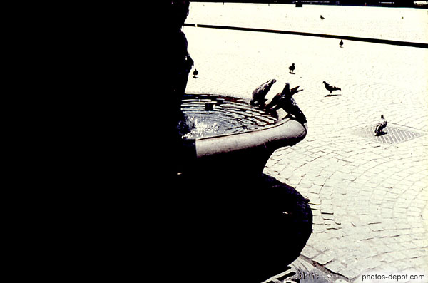 photo de pigeons buvant à la fontaine