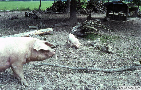 photo de porcs
