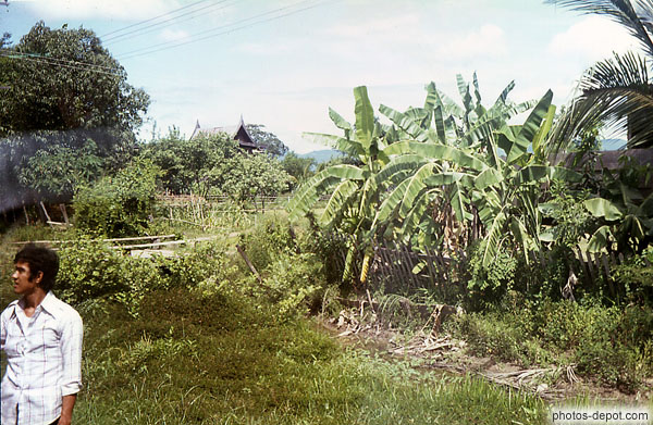 photo de bananiers aux abords du village