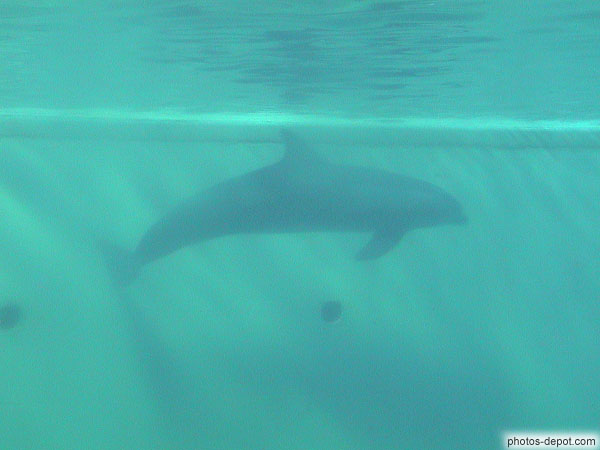 Dauphin sous l\'eau