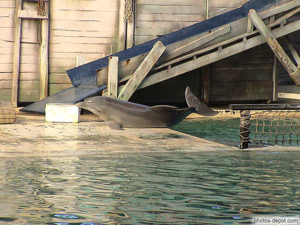 photo de dauphin hors de l'eau