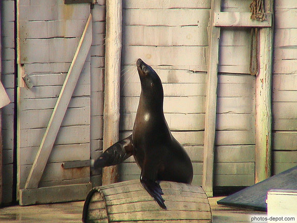 photo d'otarie au spectacle