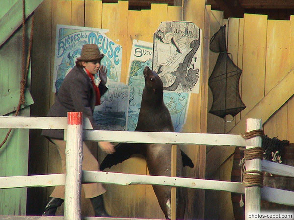 photo de spectacle d'otarie