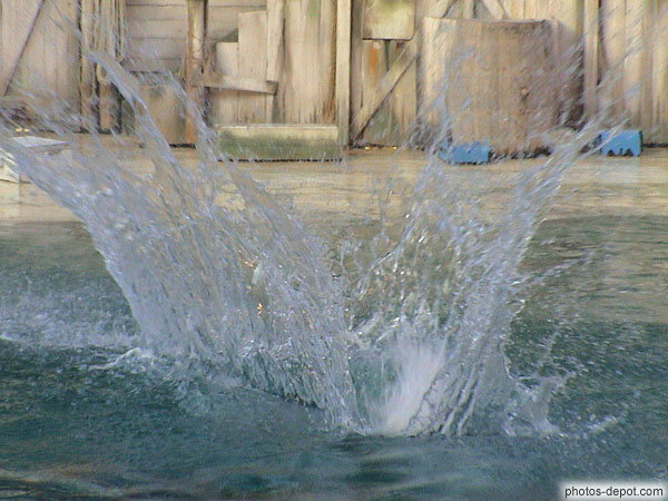 photo de plongeon du dauphin