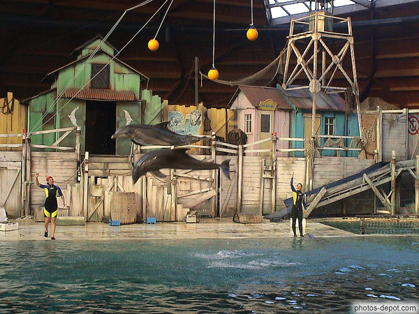 photo de dauphins en l'air