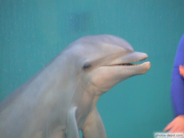 photo de dauphin dans l\'eau