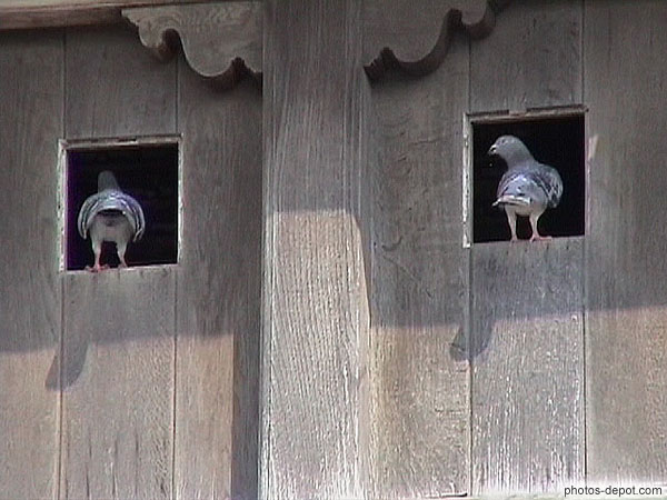 photo de fenêtres à pigeons
