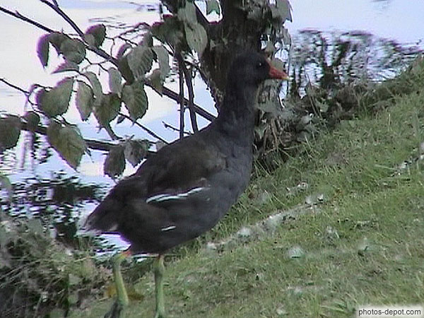 Oiseau noir bec rouge