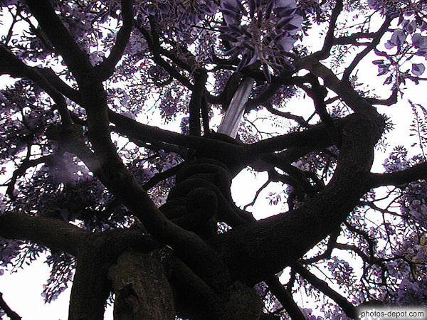 photo d'arbre en fleurs