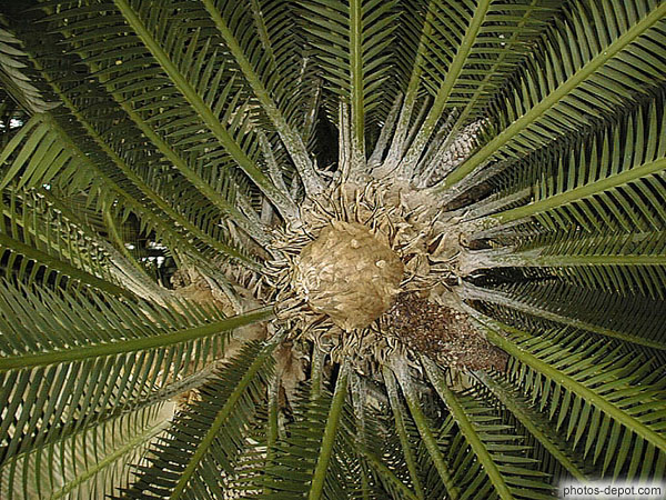 photo de coeur de palmier
