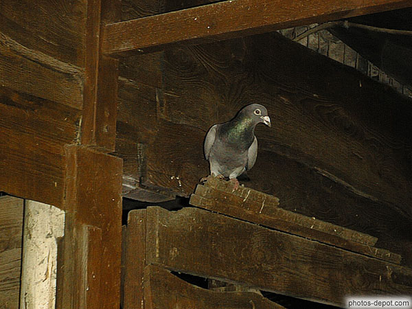 photo de pigeon dans une écurie