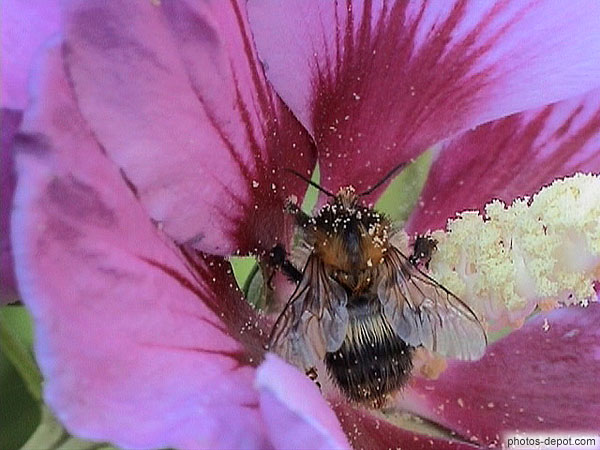 photo d'abeille dans fleur rose