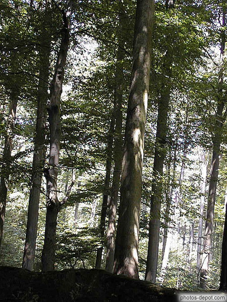 photo de grands arbres