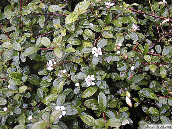 photo de buisson en fleurs Osmanthus