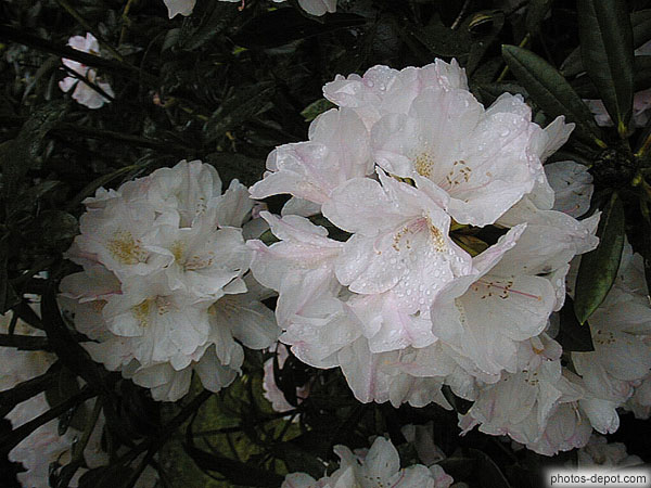 photo de Rhododendron