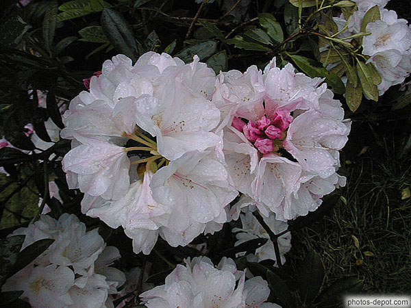 photo de rhododendron