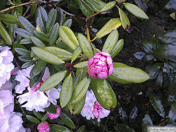 photo de Rhododendron