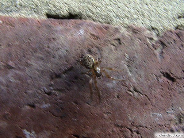 photo d'araignée sur le mur