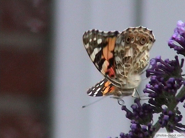 photo de papillon décolle