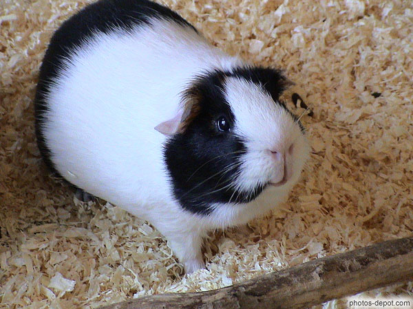 photo d'Hamster noir et blanc