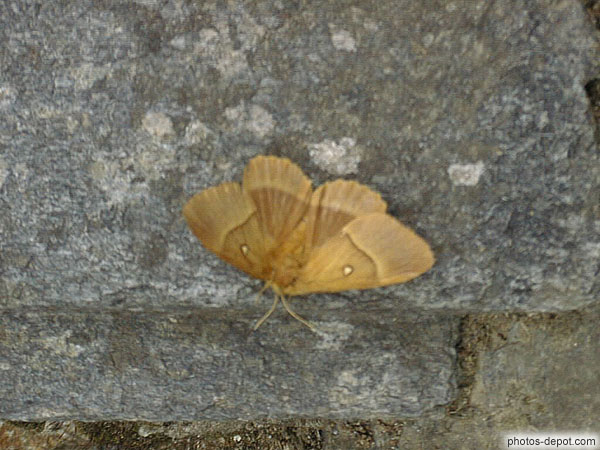 photo de papillon de nuit