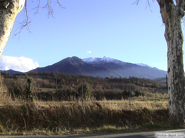 Pic du Canigou entre les platanes