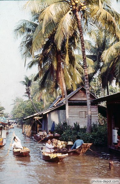 photo de récolte des noix de coco sous les immenses cocotiers