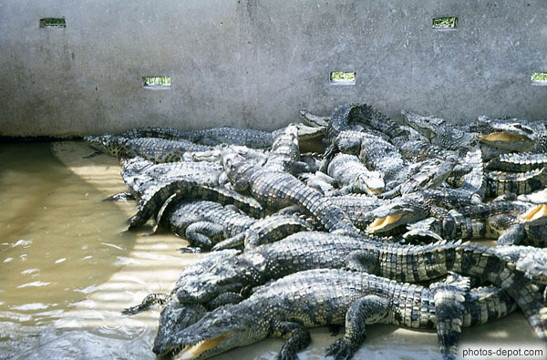 photo de nombreux crocodiles enchevetrés