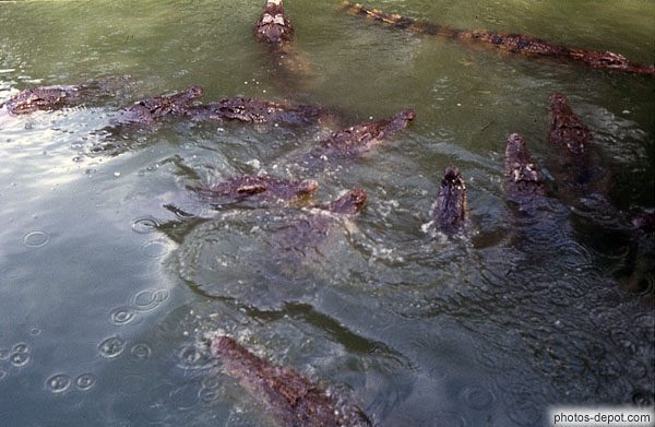 photo de têtes de crocodiles sortant de l'eau