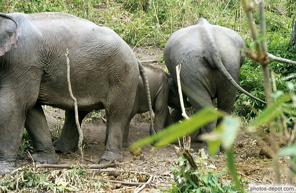 photo de queues d'une famille d'éléphants