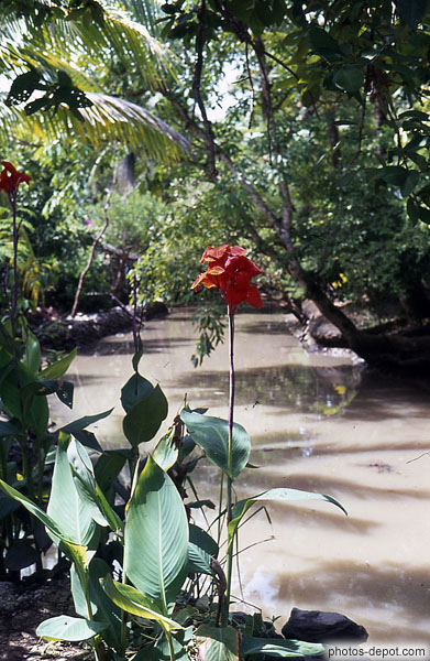 photo de fleur rouge sauvage d'Hibiscus devant le fleuve